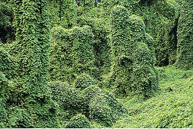 《猎人：荒野的召唤》 沉浸式狩猎体验，探索自然之美